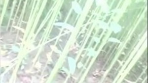 Desi's Aunt Getting Fucked Outdoors