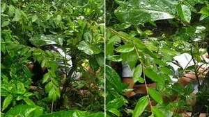 Odias Outdoor Sex AdventureSaves Her Lovers Dick