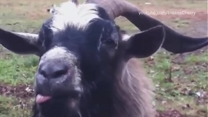 SFW Parody: Damian Marley and Skrillex in a Wild Ride