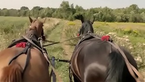 Watch Picture of Beauty for free online moviesub.is .