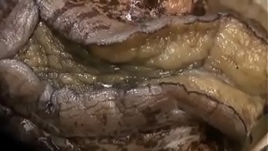 Japanese family of perverts