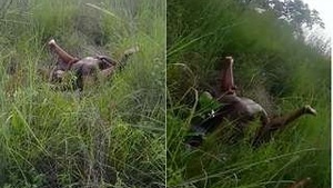 Desi Couple Outdoor Sex