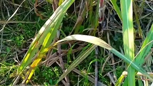 Best XXX Indian Village Porn in Hindi