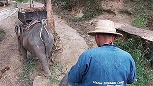 Elephant Riding Helter-Skelter Thailand with teens