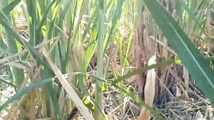 College boy picks up hot bhabhi for some outdoor action in woods.