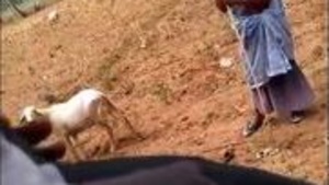 Young Indian man showing his dick to a grandmother in a public place, new desi viral video.