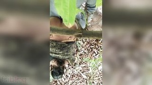 Big ass desi bhabhi having outdoor sex with her neighbor in MMC location